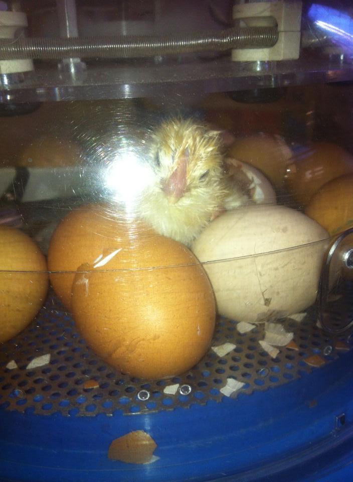 A newly hatched chick