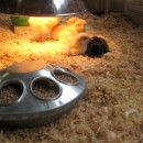 Early learning chicken hatching program