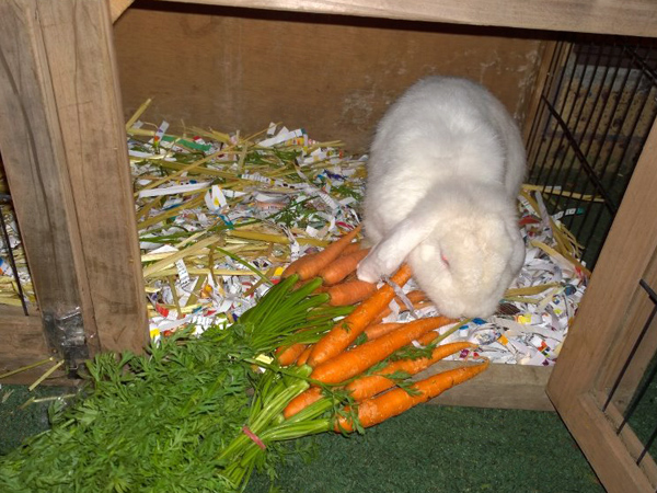 Kiddies On First Early Learning Child Care Centre - the Easter Bunny visits Five Dock