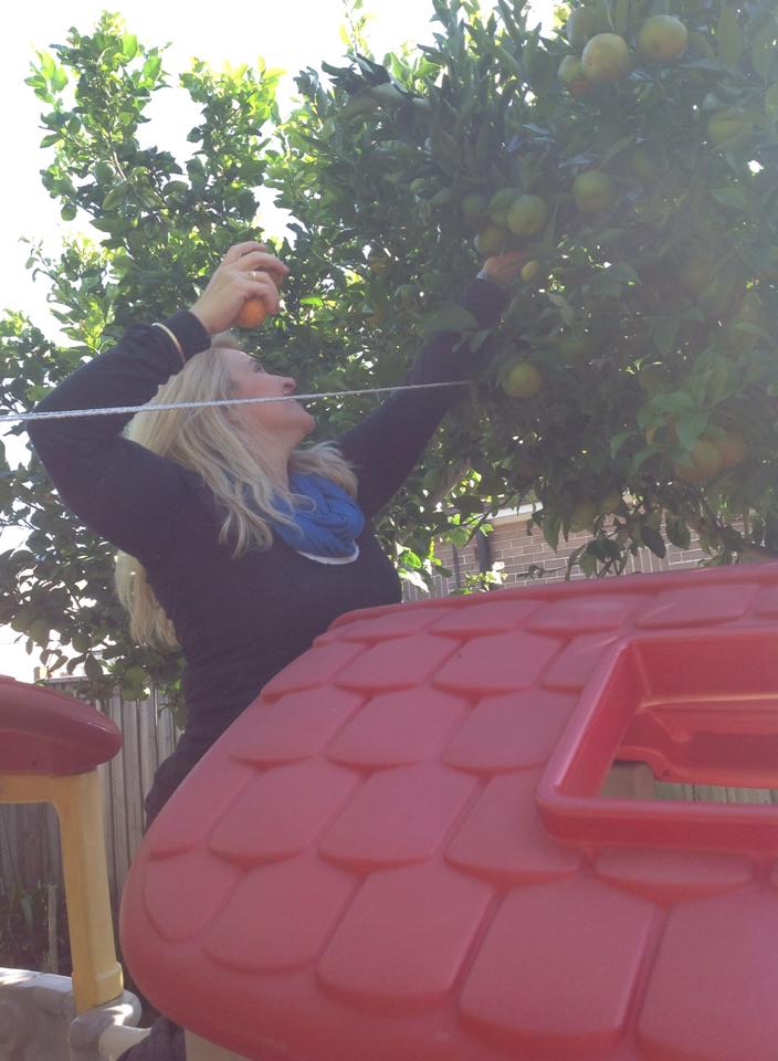 harvesting Fruit